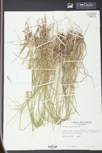 Panicum depauperatum image