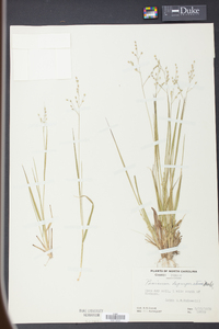 Panicum depauperatum image