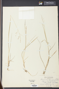 Panicum depauperatum image