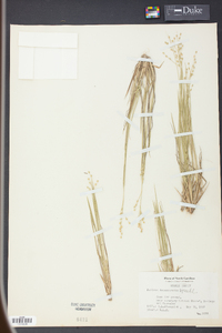 Panicum depauperatum image