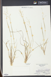 Panicum depauperatum image