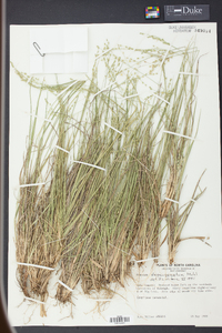 Panicum depauperatum image