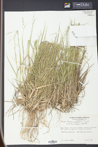 Panicum depauperatum image