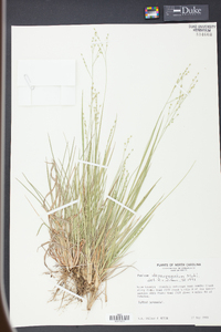 Panicum depauperatum image