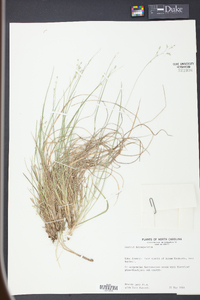 Panicum depauperatum image