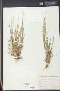 Panicum depauperatum image