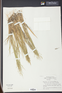 Panicum depauperatum image