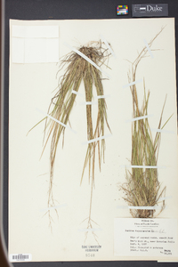 Panicum depauperatum image