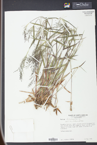 Panicum dichotomum image