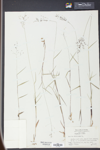 Panicum dichotomum image