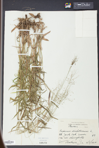 Panicum dichotomum image