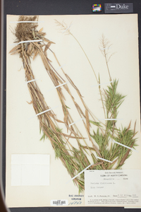 Panicum dichotomum image