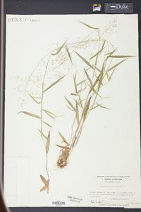 Panicum dichotomum image