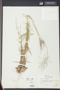 Panicum dichotomum image