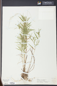 Panicum dichotomum image