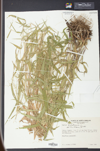 Panicum dichotomum image