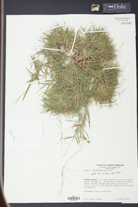 Panicum dichotomum image