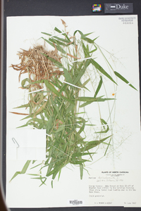 Panicum dichotomum image