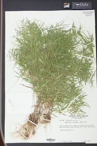 Panicum dichotomum image