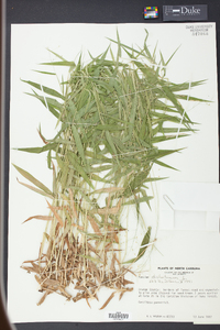 Panicum dichotomum image