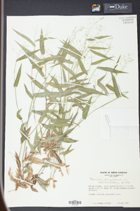 Panicum dichotomum image