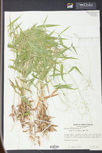 Panicum dichotomum image