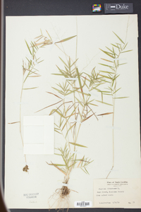 Panicum dichotomum image