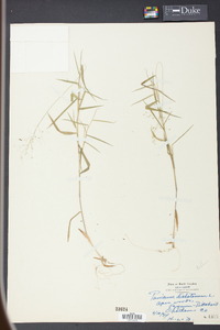 Panicum dichotomum image