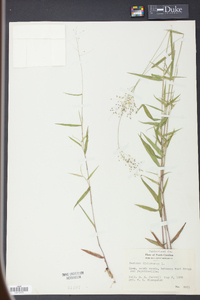 Panicum dichotomum image