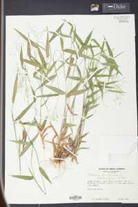 Panicum dichotomum image