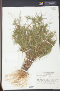 Panicum dichotomum image