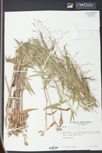 Panicum dichotomum image