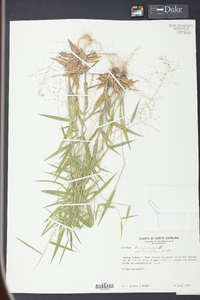 Panicum dichotomum image