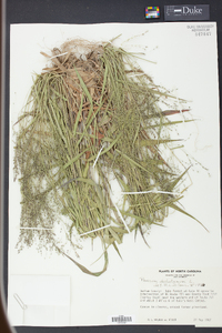 Panicum dichotomum image