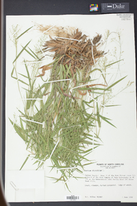 Panicum dichotomum image