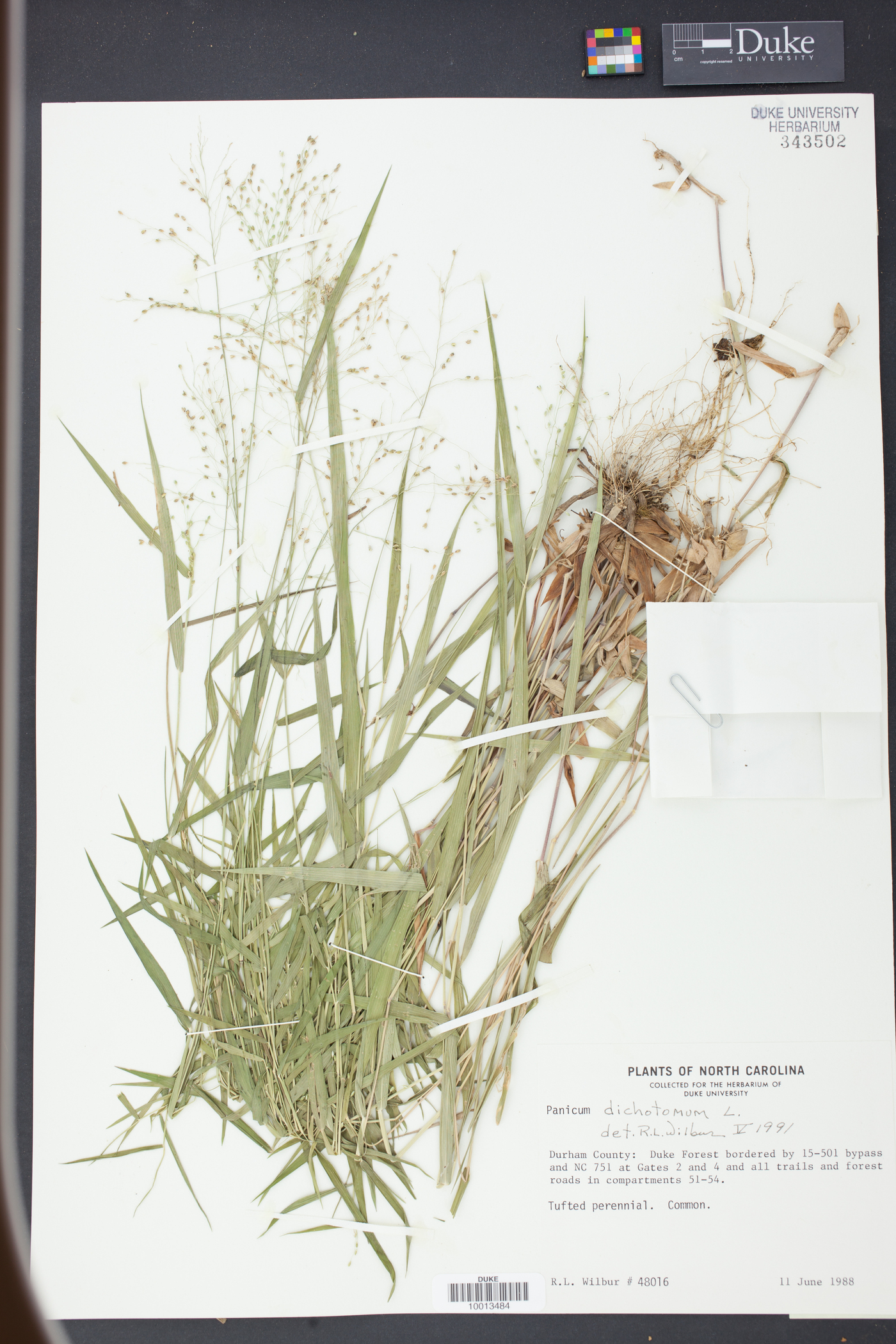 Panicum dichotomum image