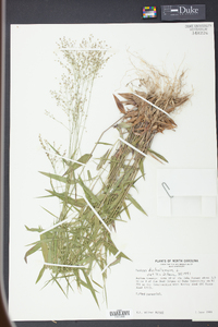 Panicum dichotomum image