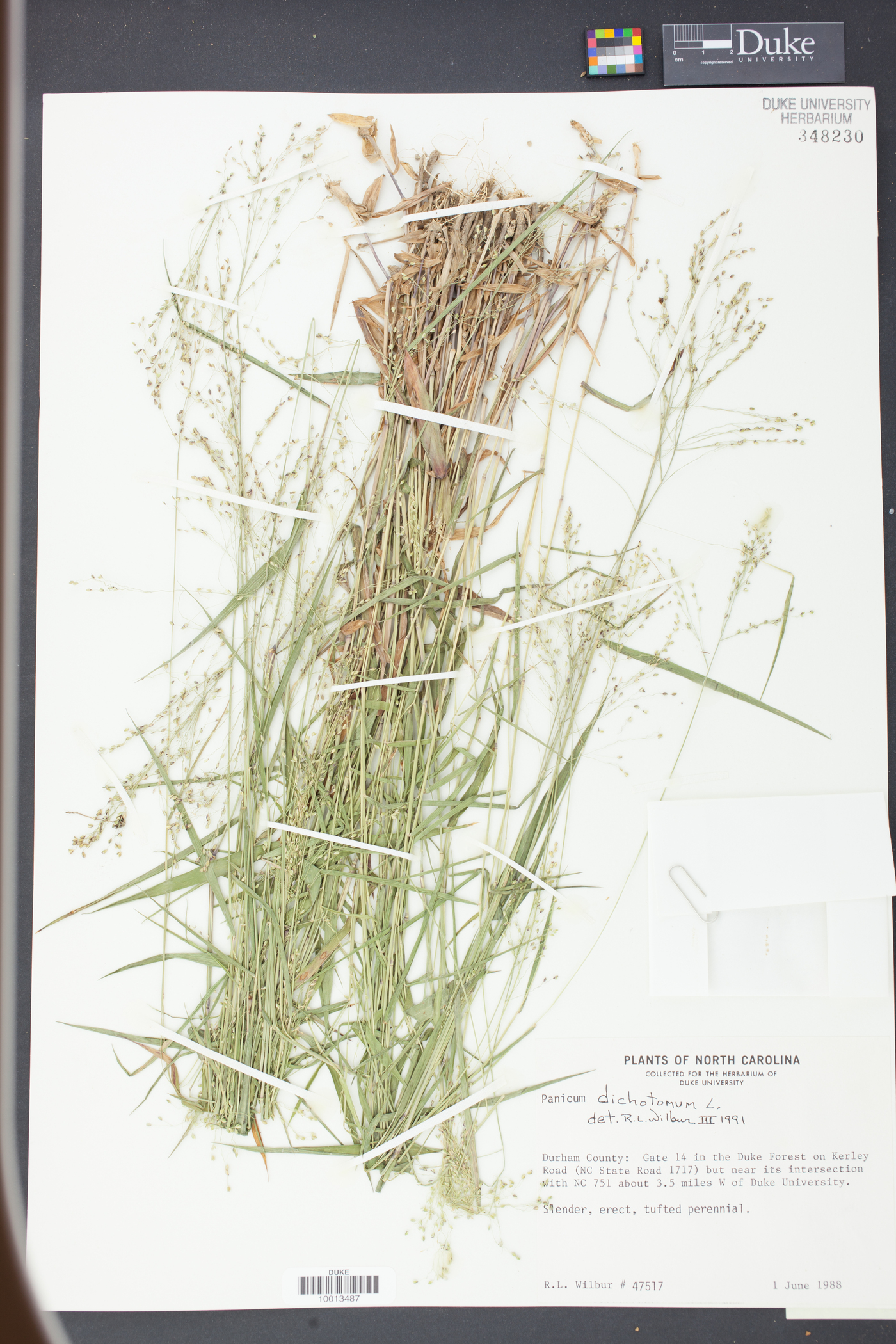 Panicum dichotomum image