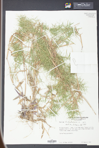 Panicum dichotomum image