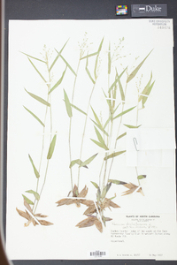 Panicum dichotomum image