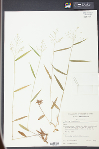 Panicum dichotomum image