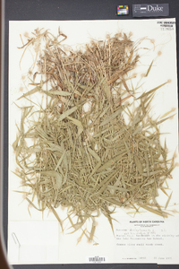 Panicum dichotomum image