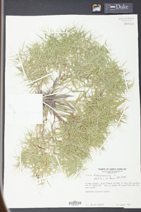Panicum dichotomum image