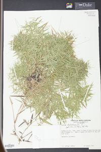 Panicum dichotomum image