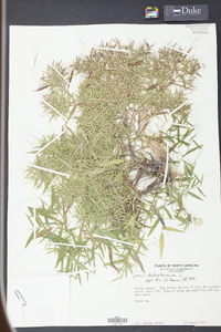 Panicum dichotomum image