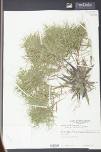 Panicum dichotomum image