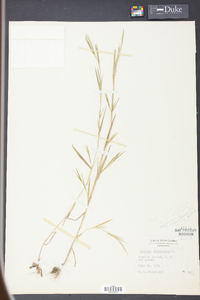 Panicum dichotomum image