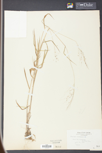 Panicum dichotomum image