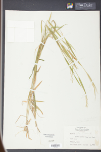 Panicum dichotomum image