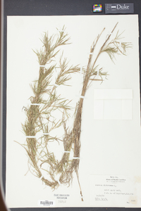 Panicum dichotomum image
